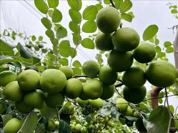 Tăng hiệu quả kinh tế cho sản phẩm táo Ninh Thuận